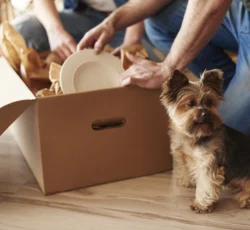 Top,view,of,adorable,dog,and,owners,in,background